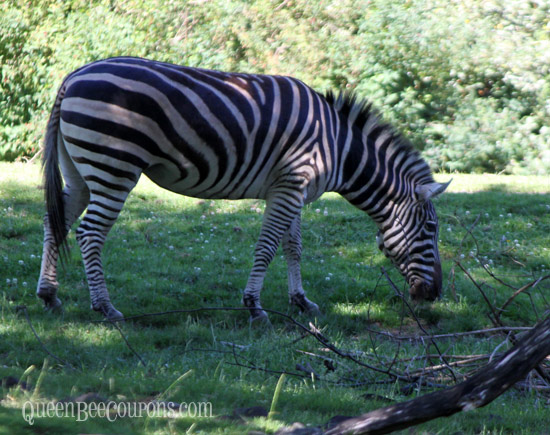 Zebra-picks-the-shade