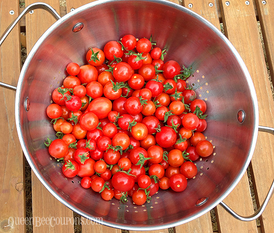 Beautiful-cherry-tomatoes-northwest