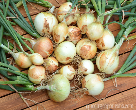 I-grew-walla-walla-onions-nw