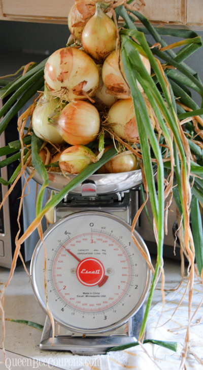 My-onions-being-weighed