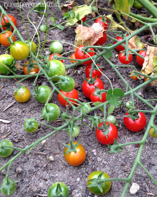 So-many-cherry-tomatoes-Northwest-gardening
