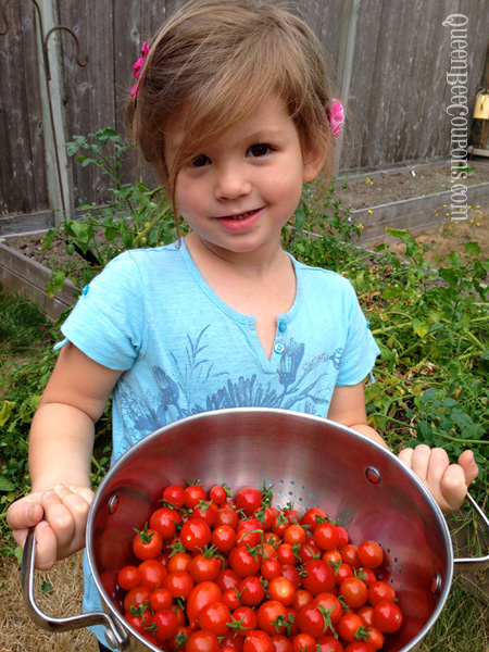 Sweet-Girl-Sweet-Cherry-Tomatoes