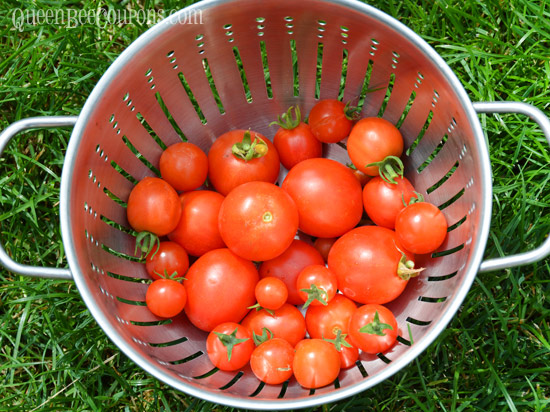Tomatoes-harvested-August3