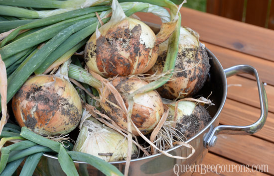 onions-bowl-full-august3
