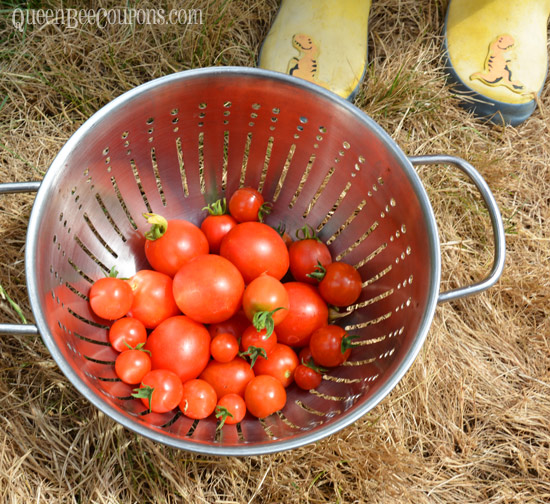 tomato-harvest-August-3