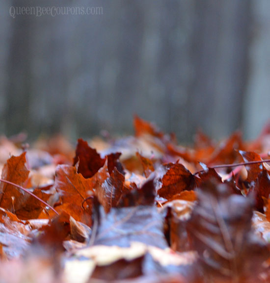 Fall-leaves-backyard-November-2
