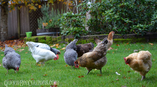 Family-pic-all-chickens-november-2