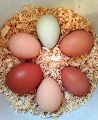 Six-eggs-day
