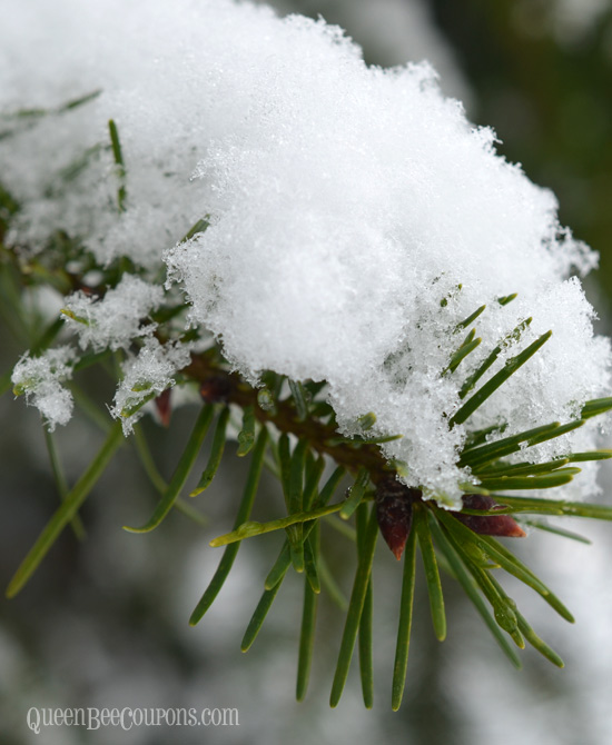 Evergreen-Fir-Snow-branch