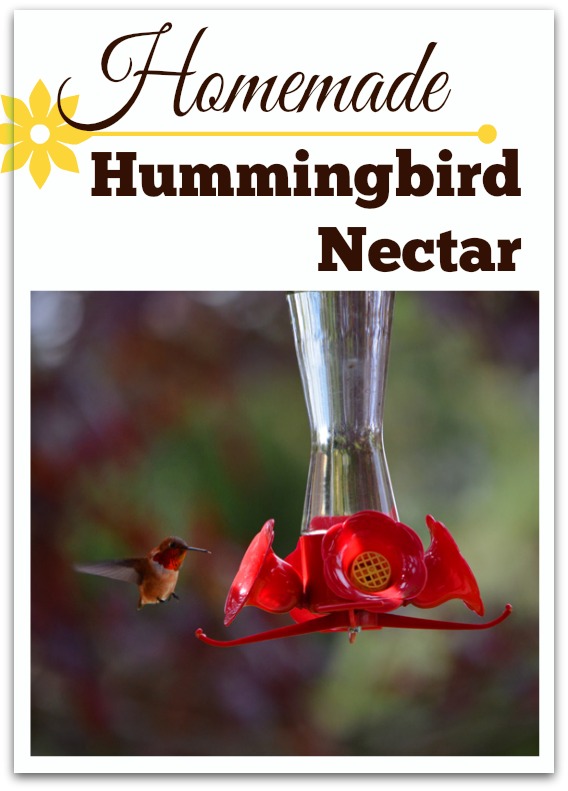 Homemade Hummingbird Food (Nectar