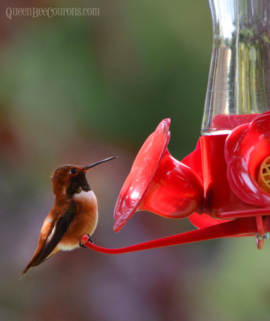 Hummingbird-nectar-recipe-backyard
