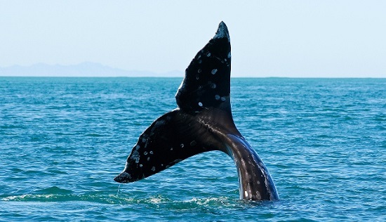Groupon - Whale Watching Tours - Edmonds Charters