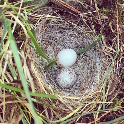 Birds-Nest-May-19