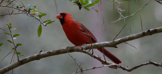 Cardinal-Georgia-state-park
